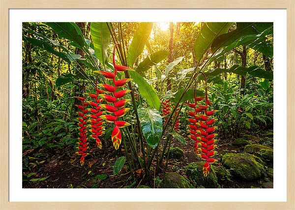 Heliconia In Vibrant Bloom