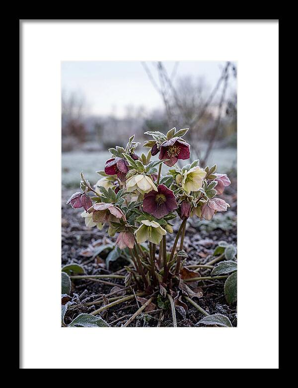 Hellebore Blooms In Winter