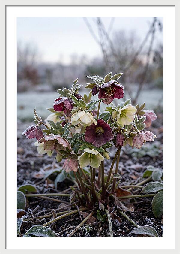 Hellebore Blooms In Winter