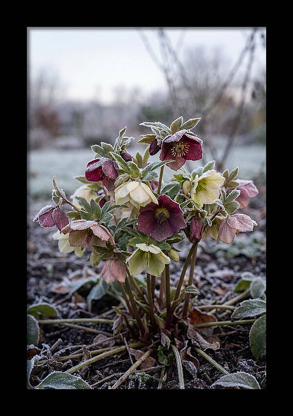 Hellebore Blooms In Winter
