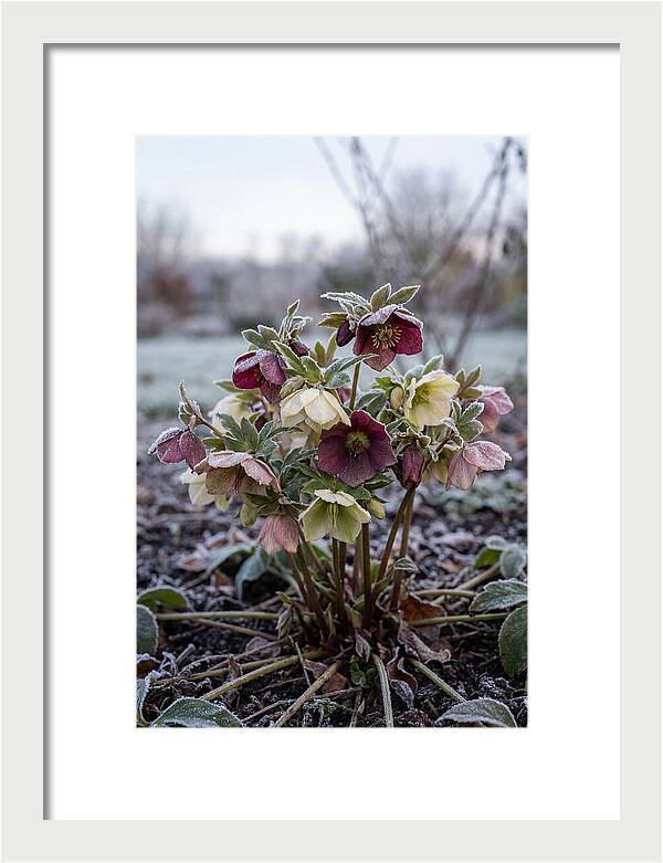 Hellebore Blooms In Winter