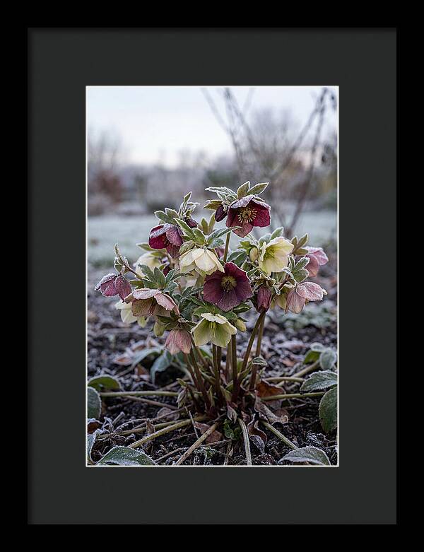 Hellebore Blooms In Winter