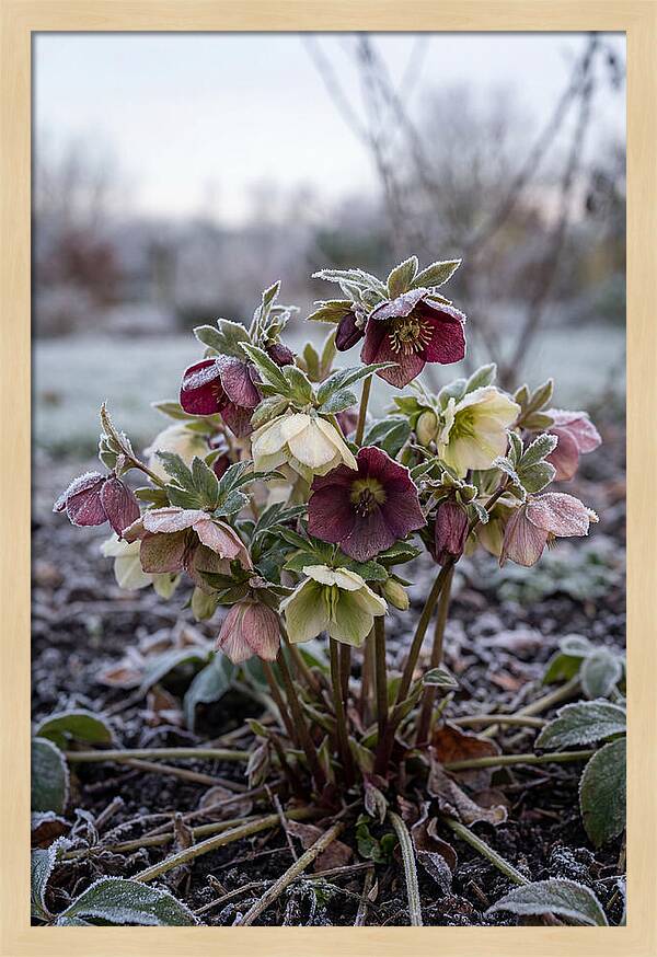 Hellebore Blooms In Winter