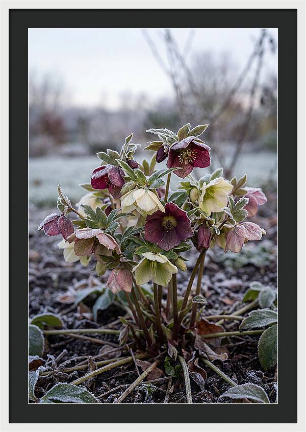 Hellebore Blooms In Winter