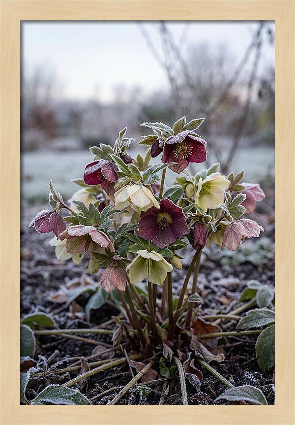 Hellebore Blooms In Winter