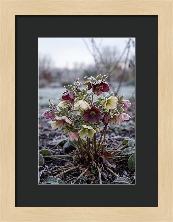 Hellebore Blooms In Winter