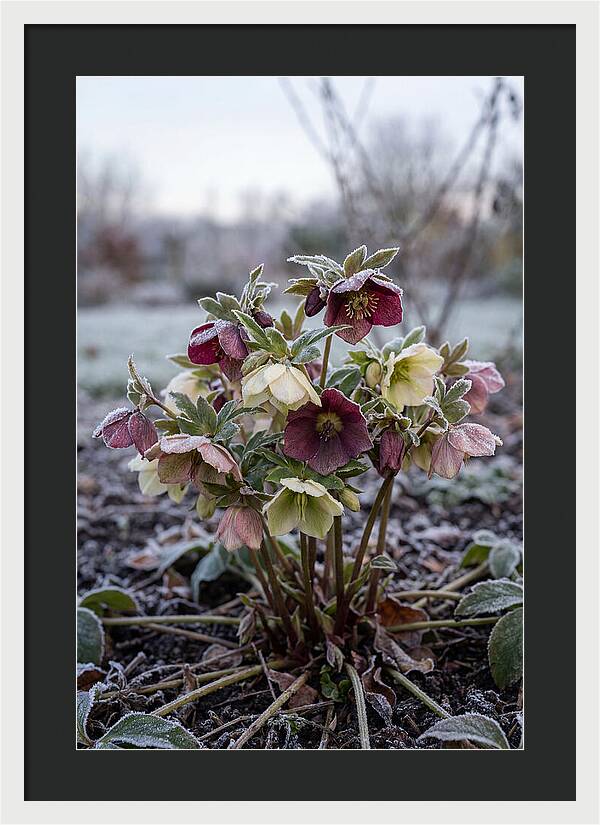 Hellebore Blooms In Winter