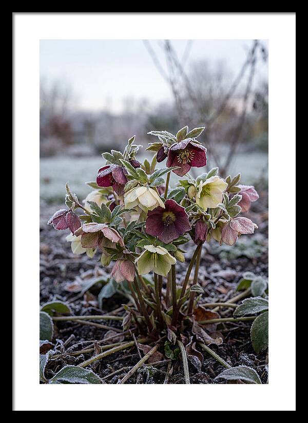 Hellebore Blooms In Winter