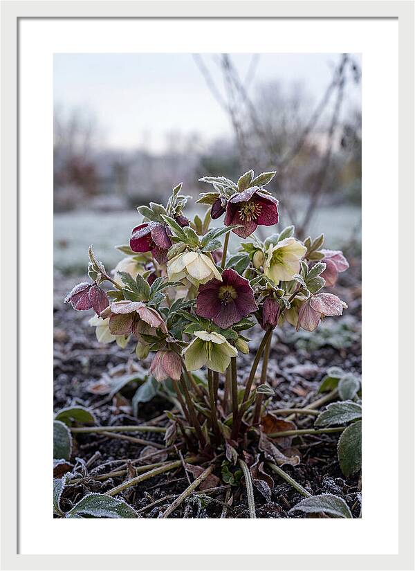 Hellebore Blooms In Winter