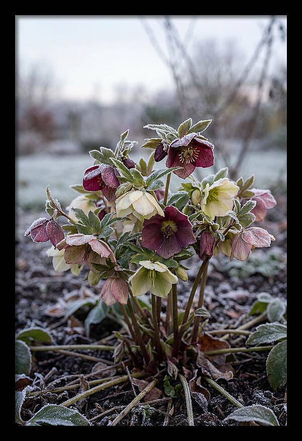 Hellebore Blooms In Winter