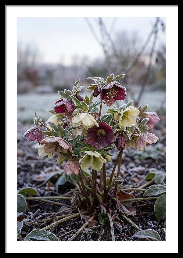 Hellebore Blooms In Winter