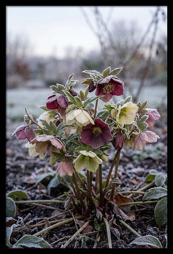 Hellebore Blooms In Winter
