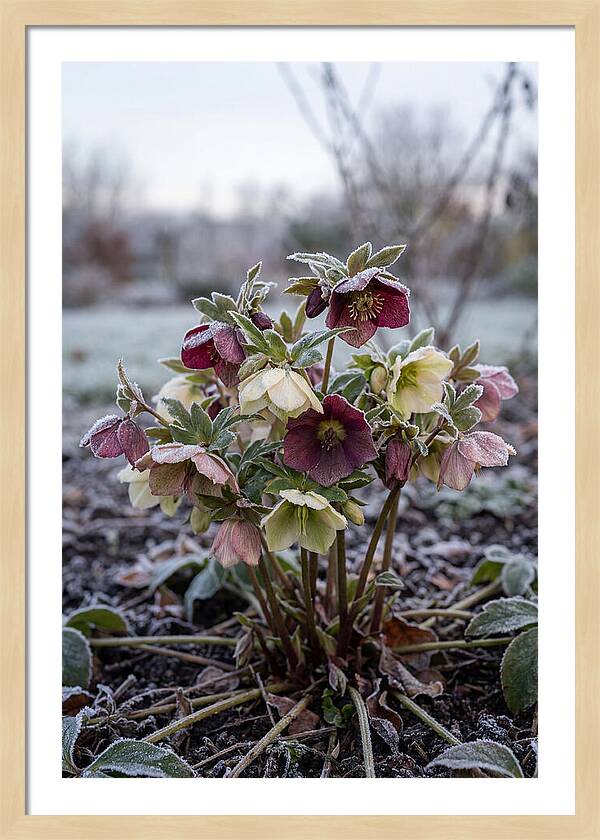 Hellebore Blooms In Winter