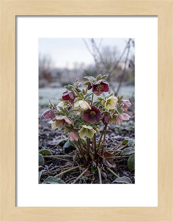 Hellebore Blooms In Winter