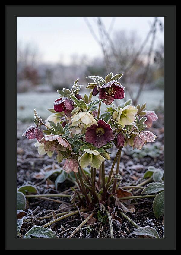 Hellebore Blooms In Winter