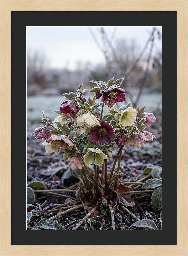 Hellebore Blooms In Winter