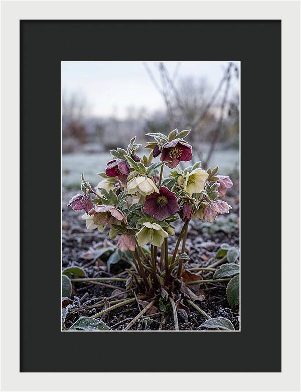 Hellebore Blooms In Winter