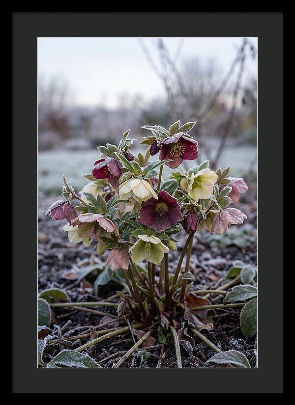 Hellebore Blooms In Winter