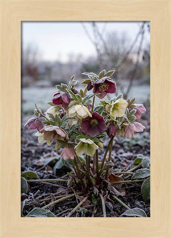 Hellebore Blooms In Winter