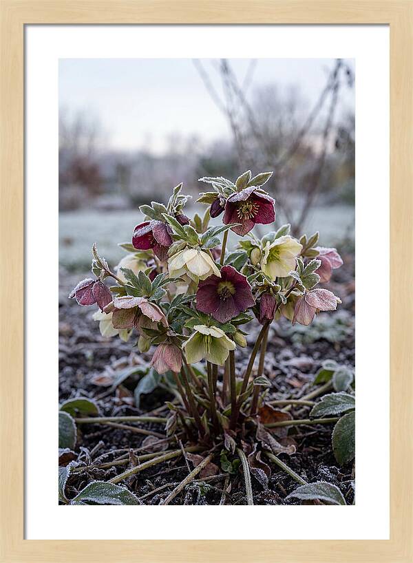 Hellebore Blooms In Winter