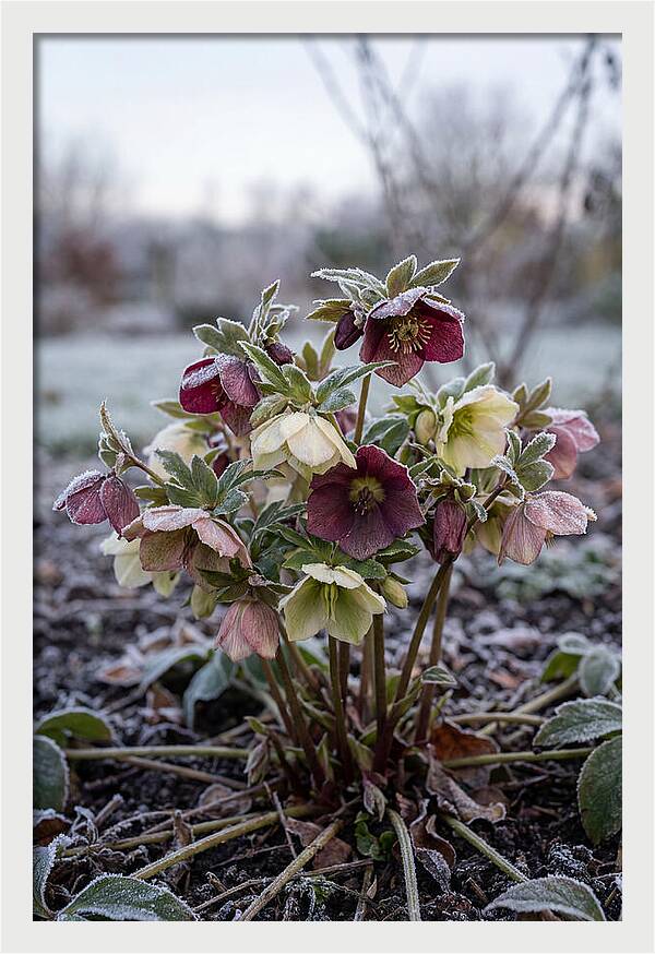Hellebore Blooms In Winter