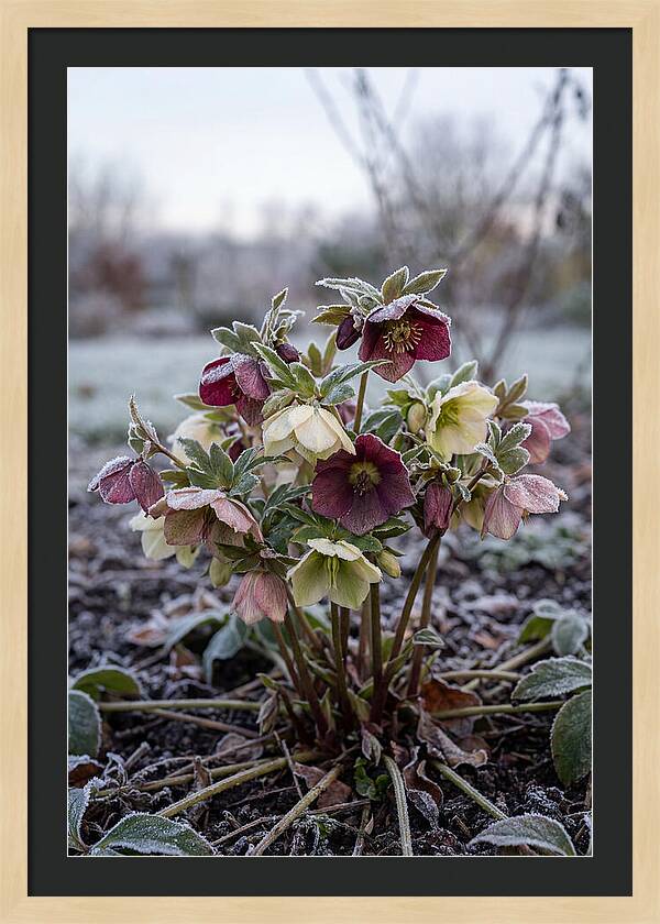 Hellebore Blooms In Winter