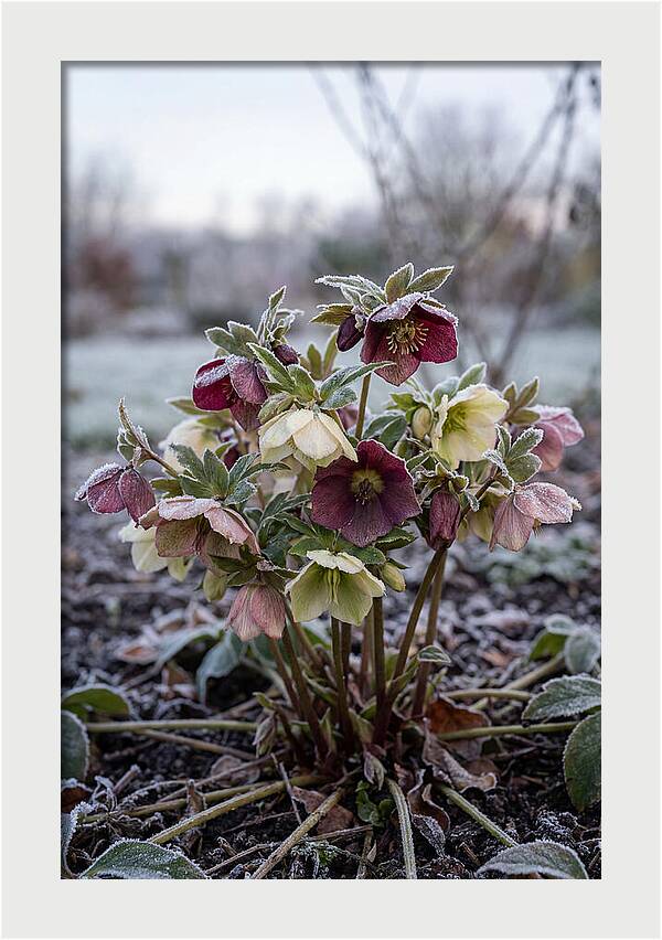 Hellebore Blooms In Winter