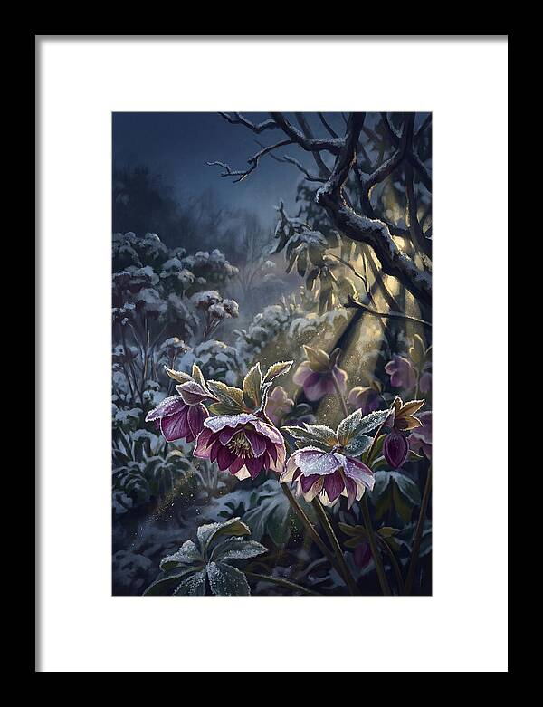 Hellebore Christmas Rose In Frosty Garden