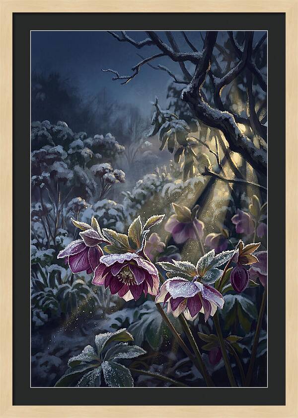 Hellebore Christmas Rose In Frosty Garden