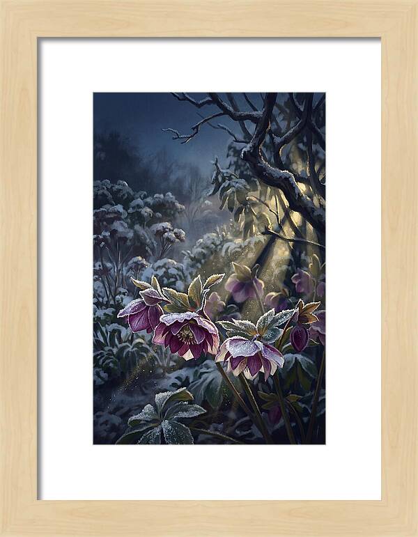Hellebore Christmas Rose In Frosty Garden