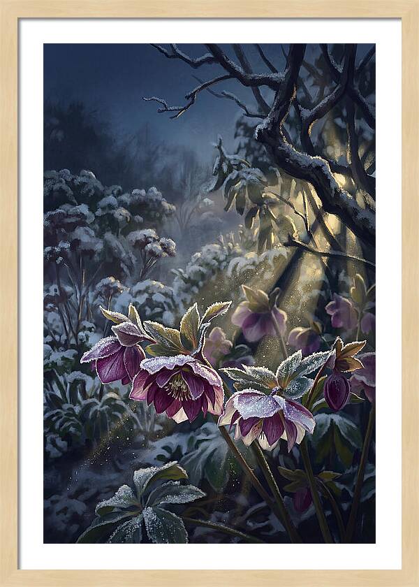 Hellebore Christmas Rose In Frosty Garden