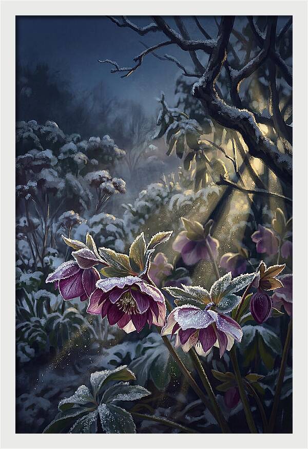 Hellebore Christmas Rose In Frosty Garden