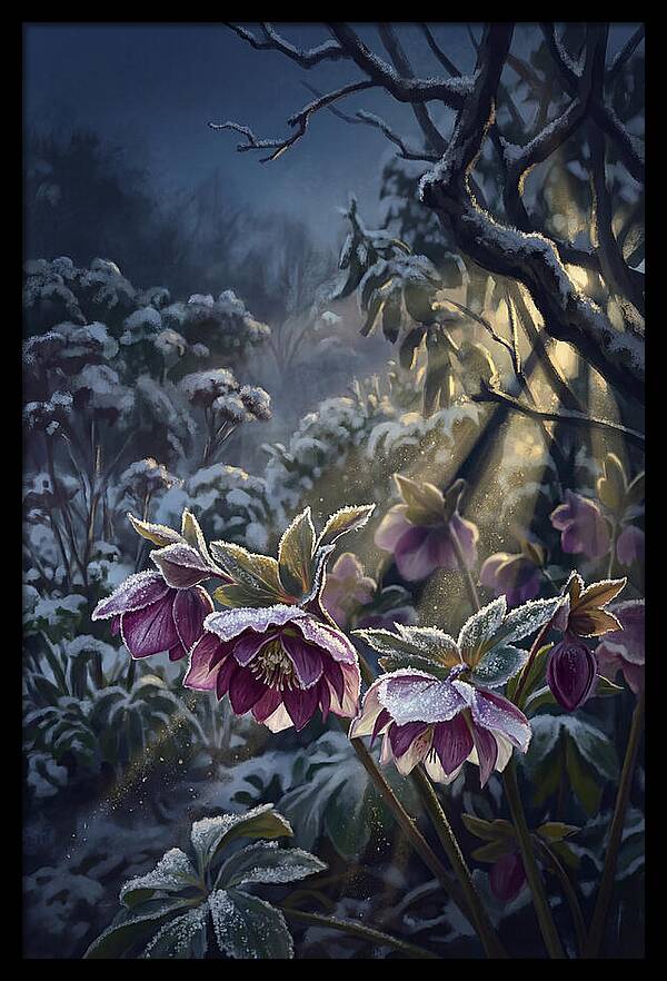 Hellebore Christmas Rose In Frosty Garden