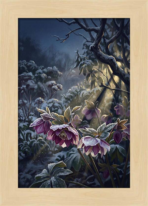 Hellebore Christmas Rose In Frosty Garden