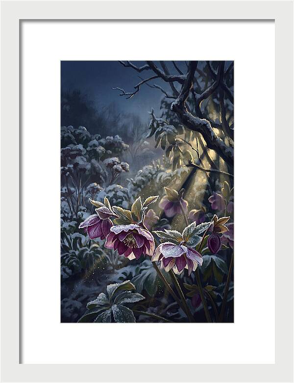 Hellebore Christmas Rose In Frosty Garden