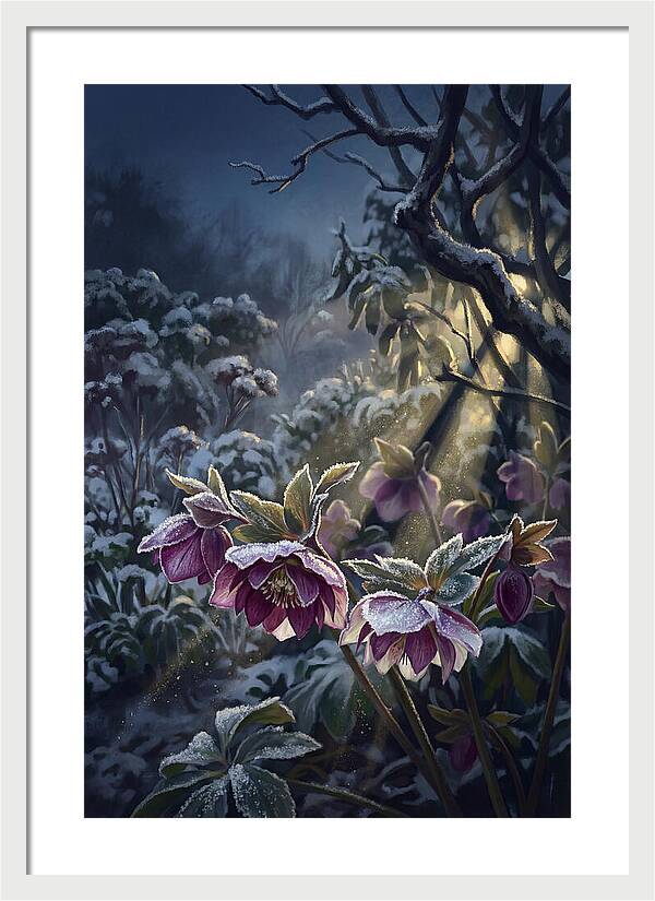 Hellebore Christmas Rose In Frosty Garden