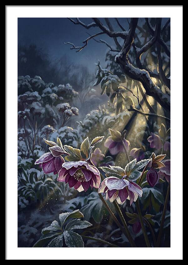 Hellebore Christmas Rose In Frosty Garden