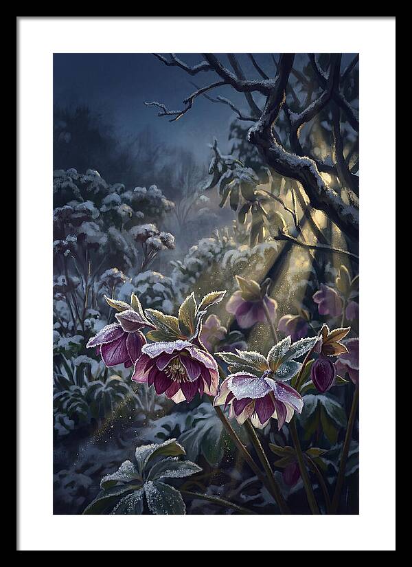 Hellebore Christmas Rose In Frosty Garden