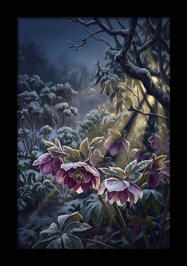 Hellebore Christmas Rose In Frosty Garden