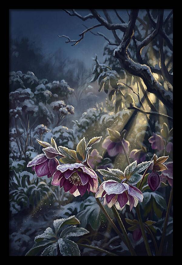 Hellebore Christmas Rose In Frosty Garden