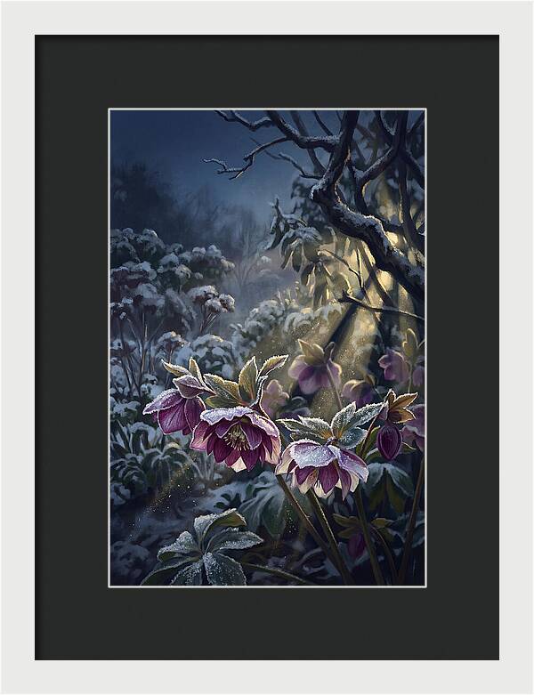Hellebore Christmas Rose In Frosty Garden