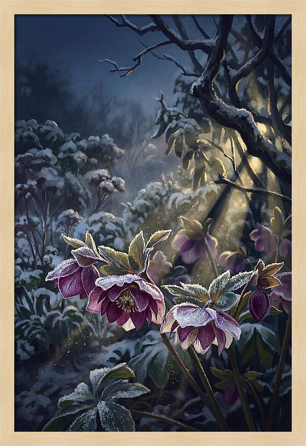 Hellebore Christmas Rose In Frosty Garden