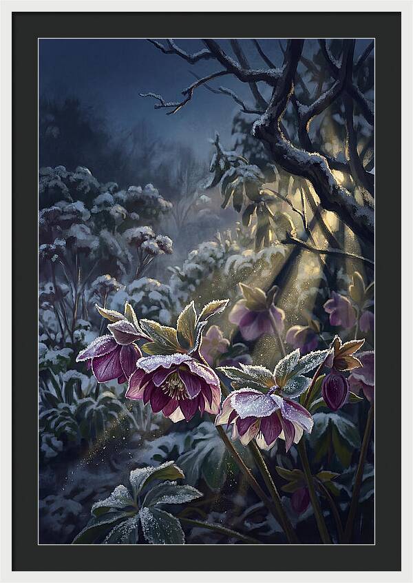 Hellebore Christmas Rose In Frosty Garden