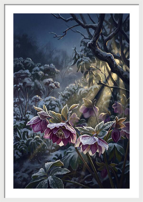 Hellebore Christmas Rose In Frosty Garden