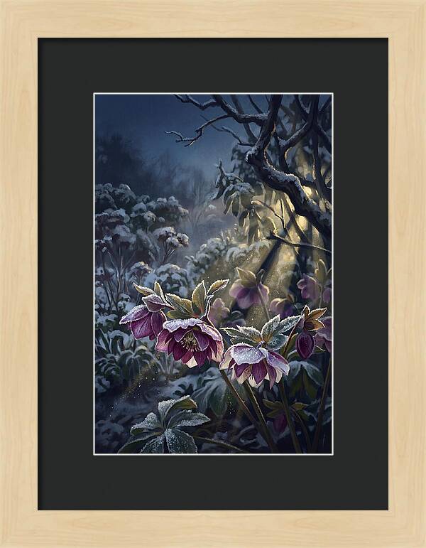 Hellebore Christmas Rose In Frosty Garden