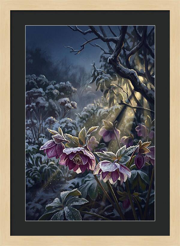 Hellebore Christmas Rose In Frosty Garden