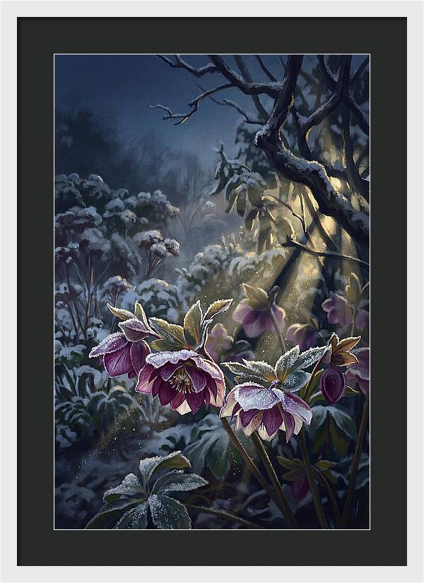 Hellebore Christmas Rose In Frosty Garden