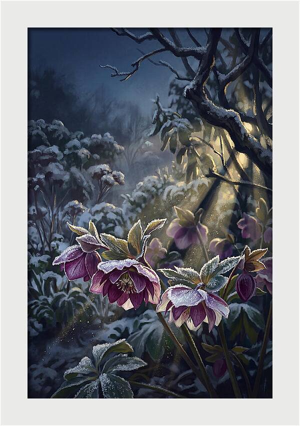 Hellebore Christmas Rose In Frosty Garden