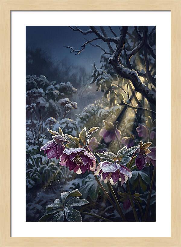 Hellebore Christmas Rose In Frosty Garden