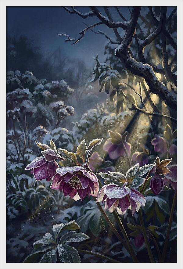 Hellebore Christmas Rose In Frosty Garden